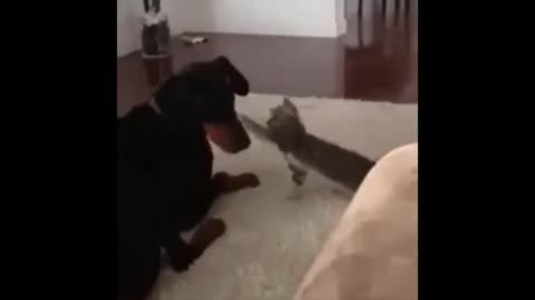 Cat vs Dog funny animals #1