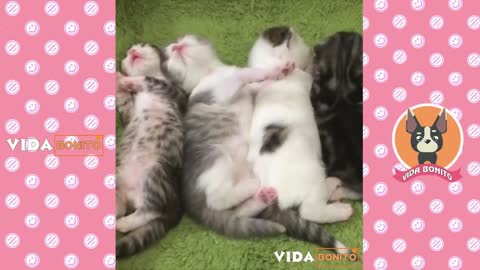 The most adorable kittens in the world