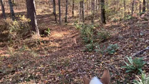 Relaxing Horseback ride through enchanting wooded trails
