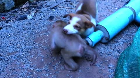 Dog Rescue ~Try To Help Cutie Monkey, Stuck In Tube ~ Poor Baby ~Cry Loudly.