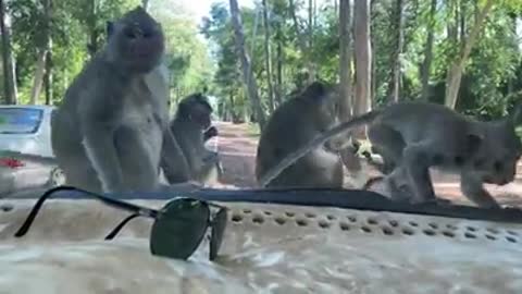 Monkey group sitting on my front top car