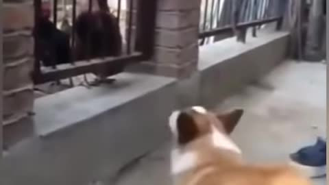 Dog vs. Chicken fight - very funny animal video