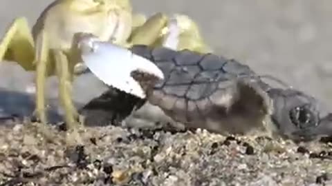 Greedy crab steals defenseless hatching sea turtle from its nest and runs _wildlife _turtle