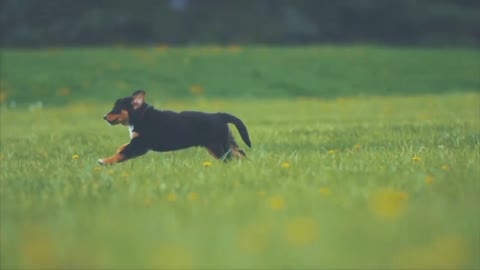 Excited dog running to meet his owner,,seven things to know about dogs,The wildest