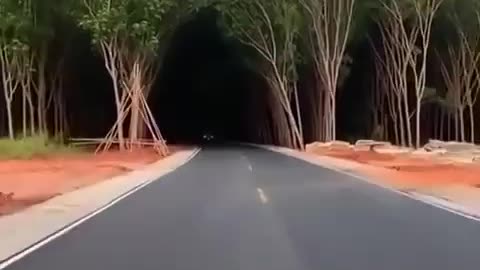 This tree tunnel in Thailand has a rather strange optical illusion ~ It appears extremely dark from a distance but once you're in the lightning level is naturally adjusted!