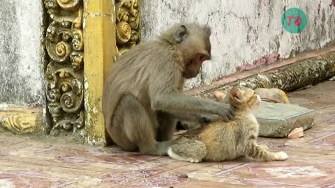 Cats were out of the cave, the monkey caught it to play