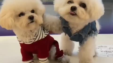 Cute puppies videos