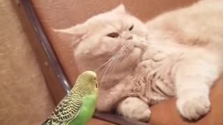 Кот и птица, милые животные #64