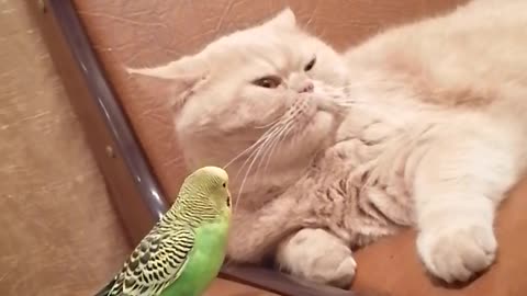 Кот и птица, милые животные #64