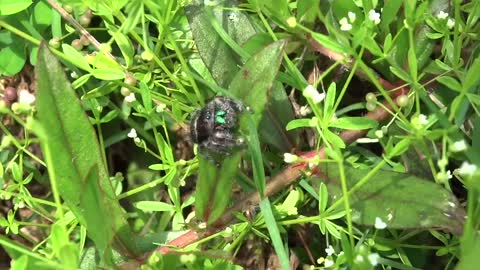 Colorful Spider