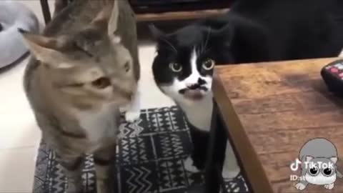 Cats Talking-These cats can speak english better than human