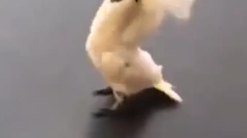 Barking Birdie