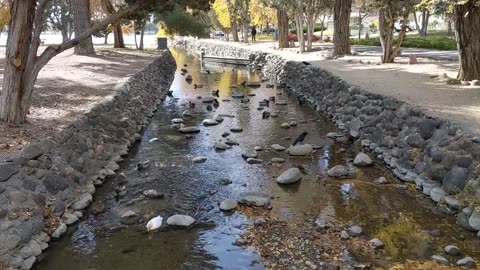 Ducks Swimming in a Shallow River