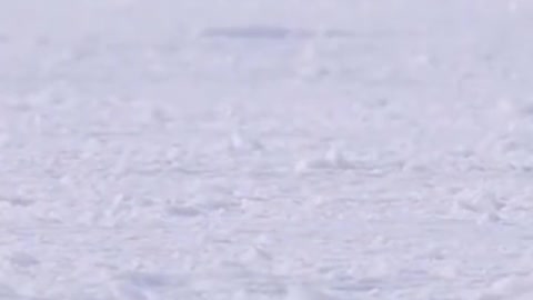 The adorable penguins learn to catch fish on the ice