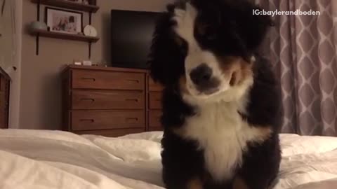 Small brown and white puppy pouncing on white bed
