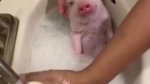 #Pig spa time! Funny moments!