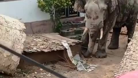 Angry Elephants Destroy House