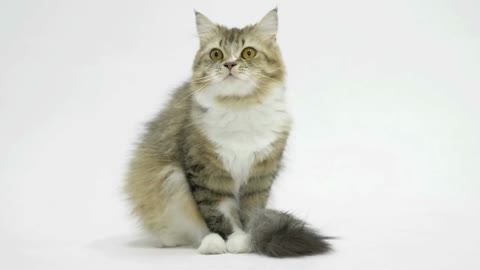 Tabby Persian cat licks and cleans the fur on its tail on white background