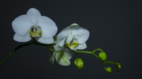 Orchid