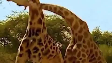 Giraffe Fight - #8video