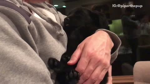 Black puppy dog sleeps like baby in human arms