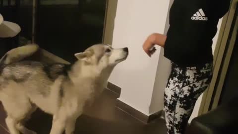 Husky does paw trick and shakes hand for a treat