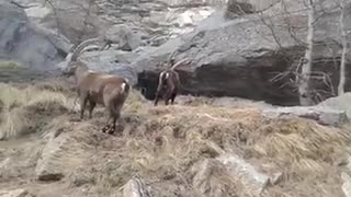 Beautiful markhor