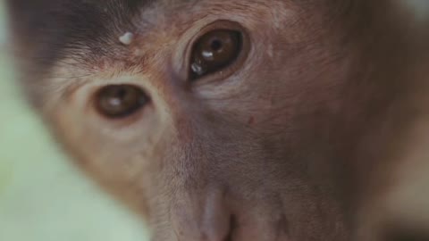 Close-up Video Footage Of A Monkey