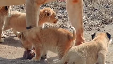 Cute baby lions