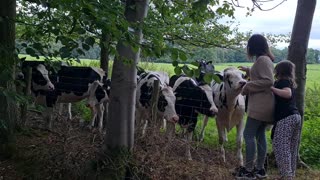 Cows making new friends #1