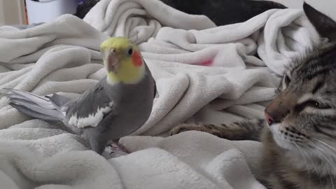 Kit the cockatiel sings and converses with Henry the cat.