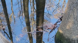 Stranger things upside down world in South Carolina swamps