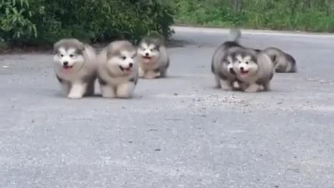 Cute puppies playing