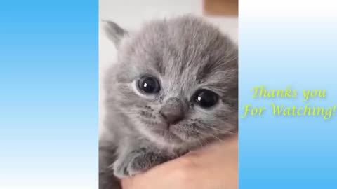 Top Funny Cat Videos of The Weekly - TRY NOT TO LAUGH #17 hu