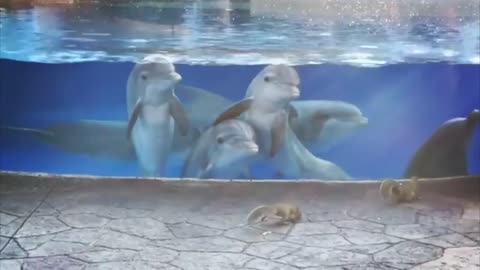 Dolphins in the aquarium
