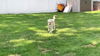 Puppy tuning in slow mow