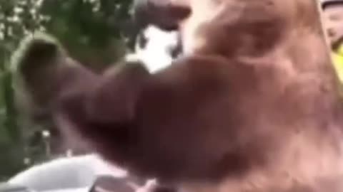 US bears VS Russian bears