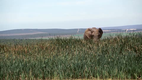 Elephant throwing mud on his back in Addo Elephant National Park South Africa