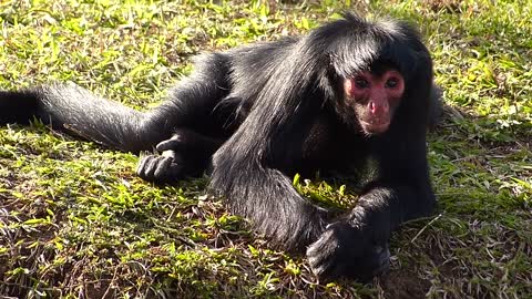 Animal SPIDER MONKEY LOOKING at Brazilian fauna, brazil animals.