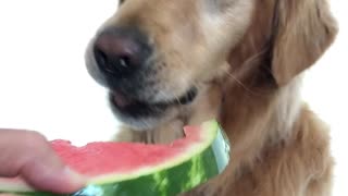 Jake loves watermelon
