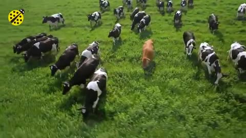 Funny Cow Dan's ! Cow Dan's Song &Cow videos 2023