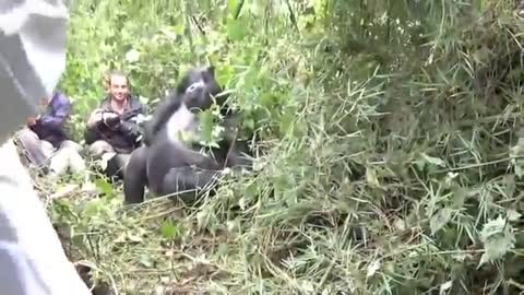 Mountain Gorilla