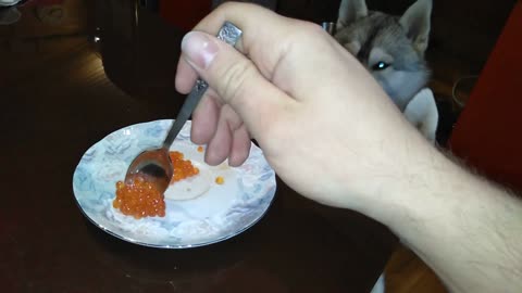 Cool Husky eat red caviar
