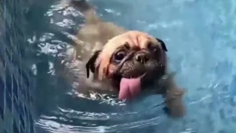 Dog trying to swim | Funny Moments🤣 | Funny Animals Videos🤣 #13