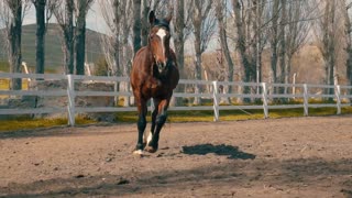 Brown Arabian horse running (slow motion)