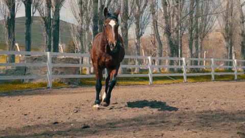 Brown Arabian horse running (slow motion)