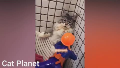 Very Funny Cats Video - 2021