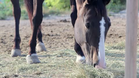 A horse eats grass in a paddock