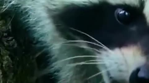 Cheerful raccoon. Saved by the kids