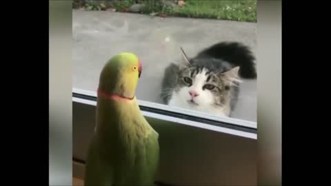 Parrot and cat playing Hide and Seek